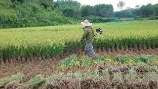 Máy gặt mini, máy cắt cỏ  Harvesting rice #creative #agriculture