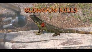 Blow-Gunning  Giant Florida Iguanas , Chronicle 39