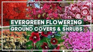 Top 10 Gorgeous Evergreen Flowering Ground Covers and Shrubs    