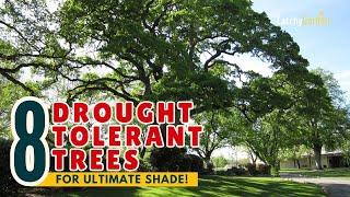 TOP 8 DROUGHT-TOLERANT TREES for ULTIMATE SHADE! ️ // Gardening Ideas