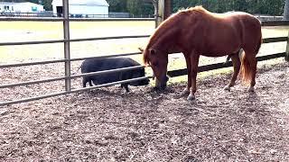 Pig vs. Horse