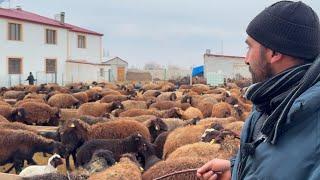 KUZULARI ANNELERİNDEN AYIRDIK ORTALIK KARIŞIK