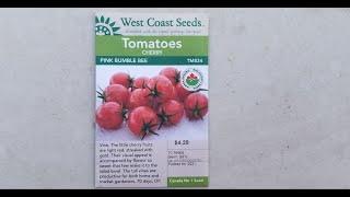 Pink Bumble Bee Cherry Tomato Review West Coast Seeds