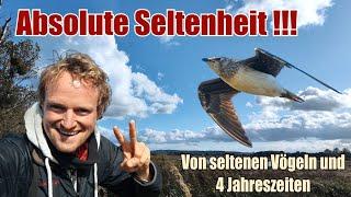 SCHWARZFLÜGEL-BRACHSCHWALBE - Absolute Seltenheit, SEEADLER, viele Vögel und 4 Jahreszeiten! #natur