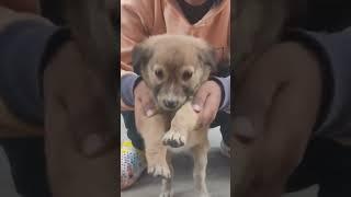 cute puppy#dog baby#youtubeshorts #viral #video 