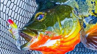 Explosive Whopper Plopper Top Water Eats