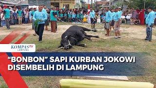 Bobot 920 Kg, Bonbon Sapi Kurban Jokowi Disembelih di Lampung