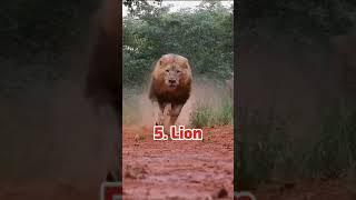 Top 10 Most Beutiful Animals In The World. By-aryan G.S Short Video. #short