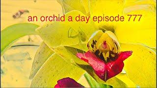 AN ORCHID A DAY EPISODE 777 orchid hybrid advantages