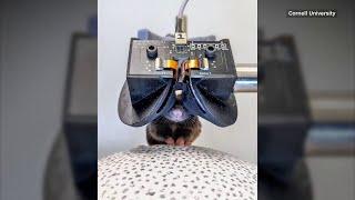 Researchers conduct groundbreaking virtual reality study with mice