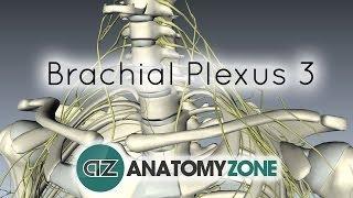Brachial Plexus - Terminal Branches - Anatomy Tutorial