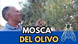 Mosca del olivo. Manejo del olivar.