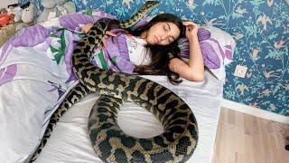 Девушке нравилось спать со своим питоном, но однажды змея стала худеть, узнав причину она ужаснулась