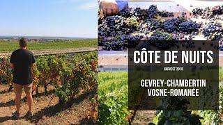 Wine Harvest in Côte de Nuits - explore Gevrey-Chambertin and Vosne-Romanée