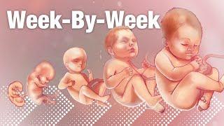 Pregnancy Week-By-Week  Weeks 3-42 Fetal Development 
