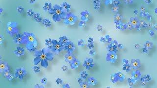 Spring Flower Background Video - Blue Forget-Me-Nots