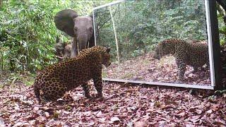 Gabon' Jungle: An Elephants Family Refuses To Share A Big Mirror With A Leopard (Short Version)