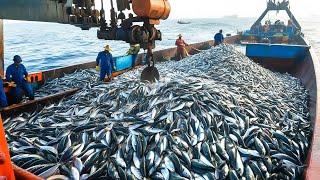 Giant Purse Seine Nets Catch Massive Schools of Tuna – The Secret Behind Mega Tuna Catches