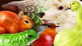 cauliflower dog & gooseberry goose & apple bird & cucumber lizard & artichoke anteater & onion mouse