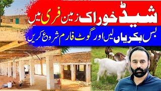 Free shed, feed & land for got farming | Goat Farming |