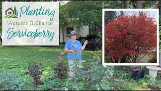 Planting an 'Autumn Brilliance' Serviceberry - ️️