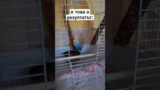 Вълнисто папагалче @discoverworldbg реагира на друго #pet #budgies