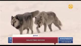 В ВКО поймали полутораметрового волка