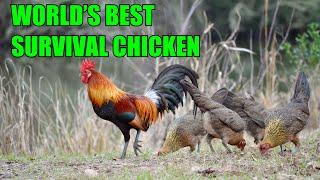 Best Free Range Survival Homestead Chickens 2021 Update Florida Cracker Gamefowl, Liege, and Turkeys