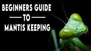 Praying Mantis Keeping 101 - A Beginners Guide