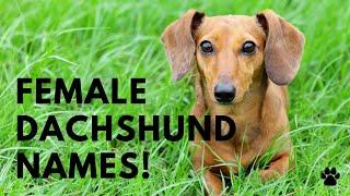 Female Dachshund Names - 36 Cute Names for DOXIE | Names