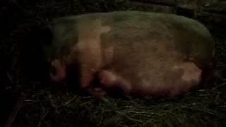 Корейская свинка строит гнездо или поведение перед опоросом /preparation before farrowing