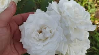 мои красотки- розы: Августа- Луиза, Анна Киевская, Акрополис и другие...    #розы