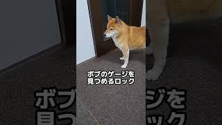 ボブがいない夜にロックは…