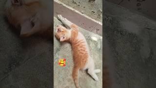 Cute kitten Tiny Baby  #catlover #kitten #funny #trend #viral #viralshort #trending