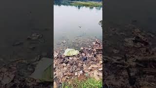 mancing dapat 2 ekor ikan gabus di danau