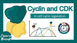 Cyclin and CDK in cell cycle  progression | How Cyclin CDK works?