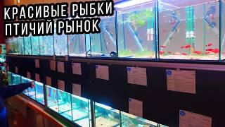 Европейский ассортимент аквариумных  рыбок на Птичьем Рынке! ПРОЗРАЧНЫЕ АКВАРИУМНЫЕ РЫБКИ! Börse