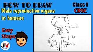 Male reproductive system diagram class 8|how to draw male reproductive system class 8