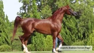 Most beautiful Arabian Stallion.