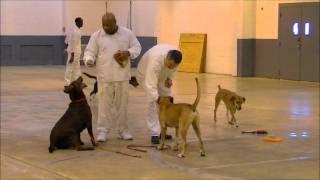 Paws in Prison Maximum Security Unit.wmv