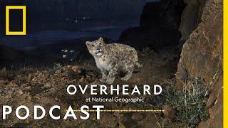 Searching for the Himalayas' Ghost Cats | Podcast | Overheard at National Geographic