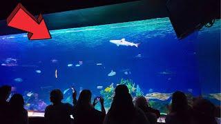 Vancouver Aquarium British Colombia Canada Full Tour 2024