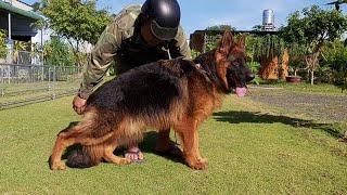 CÁCH PHÂN BIỆT NHẬN BIẾT CHÓ BECGIE ĐỨC CHUẨN. German sheppherd