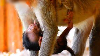 Lovely tiny baby monkey looks very hungry | Nature Serenity Relaxing