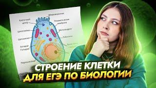 Строение клетки для ЕГЭ по Биологии I Умскул