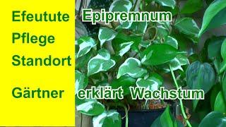 Efeutute richtig pflegen   die komplette Guide der Epipremnum pinnatum Pothos plant