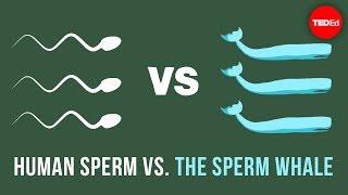 Human sperm vs. the sperm whale - Aatish Bhatia