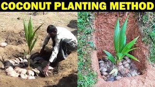 COCONUT PLANTING METHOD | How to Plant Coconut Tree at Home | How to grow coconut tree from Seed