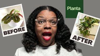 BEST WAY to keep indoor plants ALIVE: Planta App Review