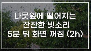 나뭇잎에 떨어지는 잔잔한 빗소리, ASMR 2시간, 수면유도 빗소리, 5분 뒤 어두운화면